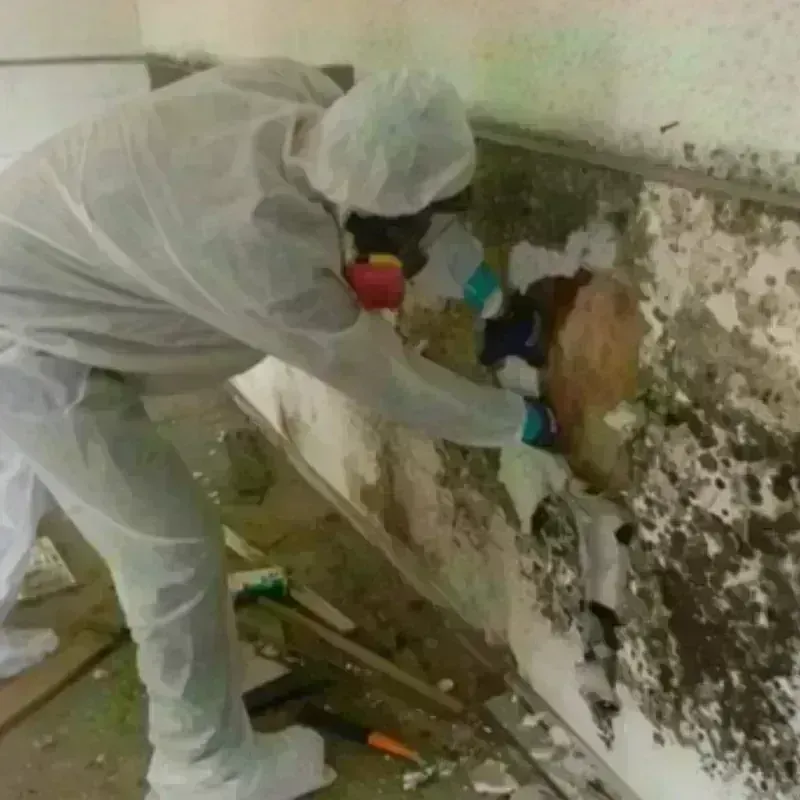 Mold Remediation and Removal in Blount County, AL